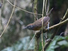 Pheugopedius rutilus