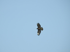 Buteo buteo