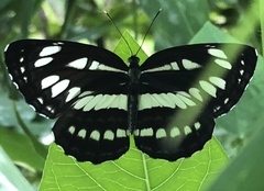 Neptis