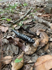 Ambystoma opacum
