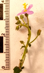 Chaenostoma caeruleum