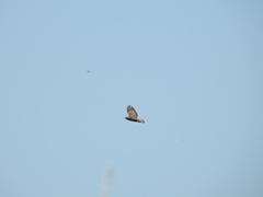 Buteo buteo