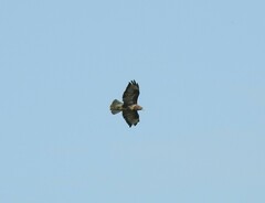 Buteo buteo