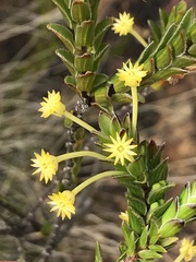 Struthiola argentea