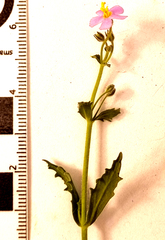 Chaenostoma caeruleum