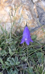 Campanulaceae