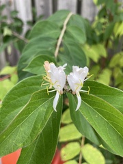 Lonicera maackii