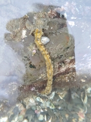 Opheodesoma grisea