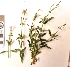 Chaenostoma caeruleum