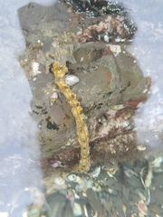 Opheodesoma grisea