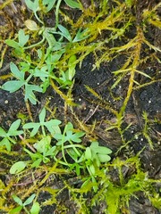 Ranunculus gmelinii