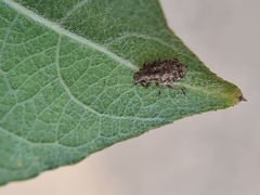 Strophosoma capitatum