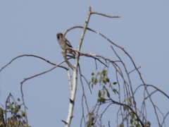 Coccothraustes coccothraustes
