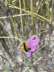 Spodoptera eridania