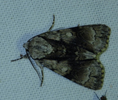 Acronicta alni