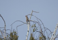 Coccothraustes coccothraustes