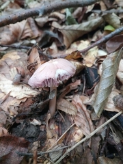 Mycena rosea