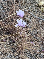 Cyclamen graecum graecum