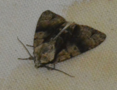 Acronicta alni