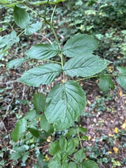 Rubus idaeus