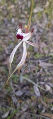 Caladenia × cala