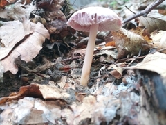 Mycena rosea