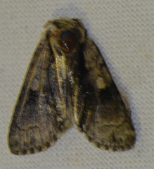 Acronicta alni