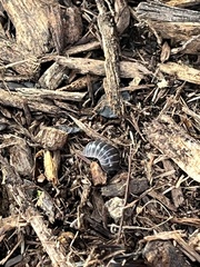 Armadillidium vulgare