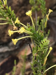 Struthiola argentea