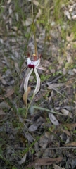 Caladenia × cala