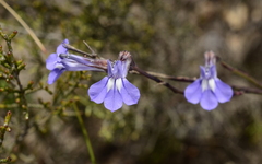 Lobelia linearis
