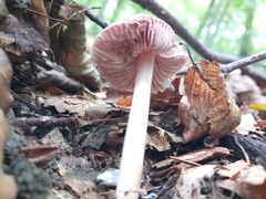 Mycena rosea