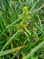 Rumex maritimus