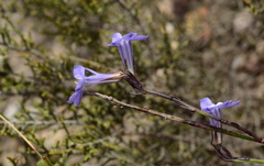 Lobelia linearis