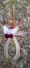 Caladenia × cala