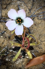 Drosera zeyheri