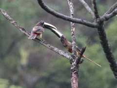 Pteroglossus aracari