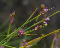 Olsynium scirpoideum