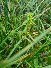 Rumex maritimus