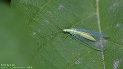 Cunctochrysa albolineata