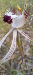 Caladenia × cala
