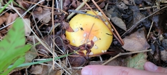 Amanita flavoconia