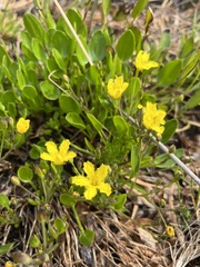 Villarsia capensis