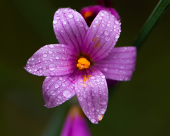 Olsynium scirpoideum