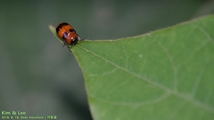 Physosmaragdina nigrifrons