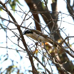 Melithreptus albogularis