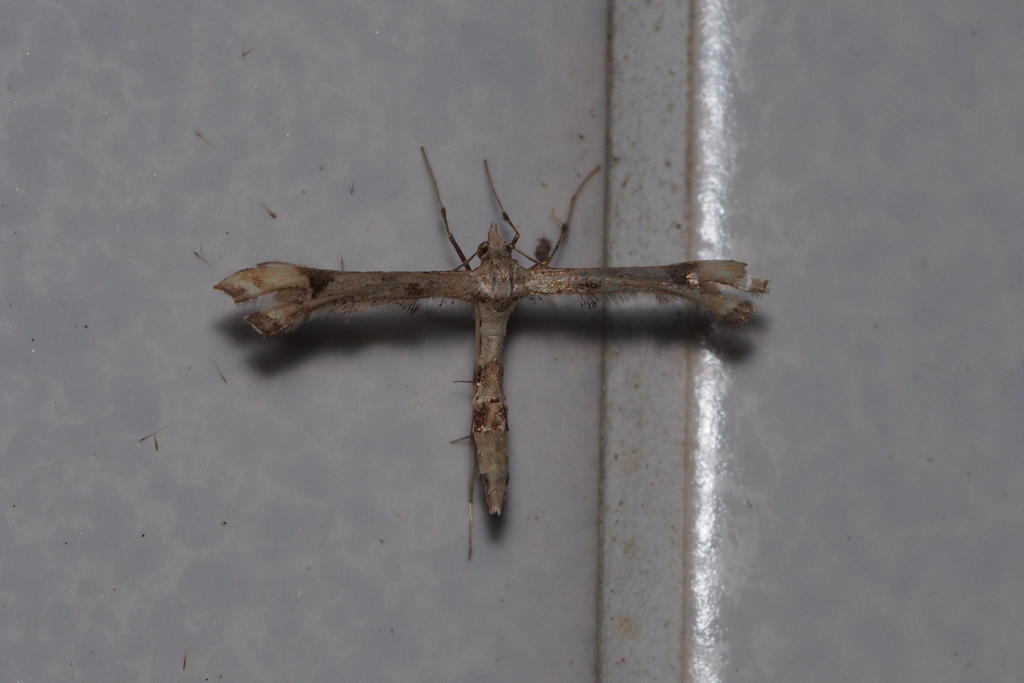 Platyptilia farfarellus