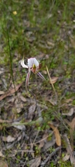 Caladenia × cala
