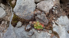 Micranthes nelsoniana