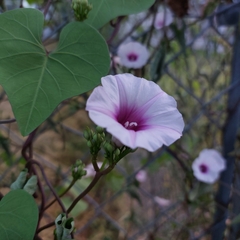 Ipomoea amnicola